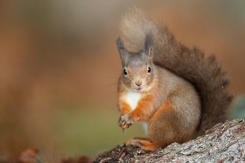 Black Isle Nature Photography.