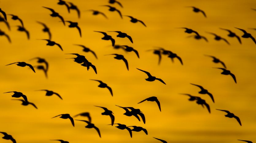 Sunset waders