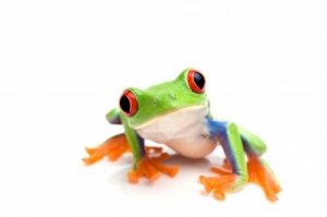 Tree Frog Therapy | Black-Isle Info