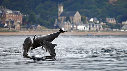 Rosemarkie and Dolphins